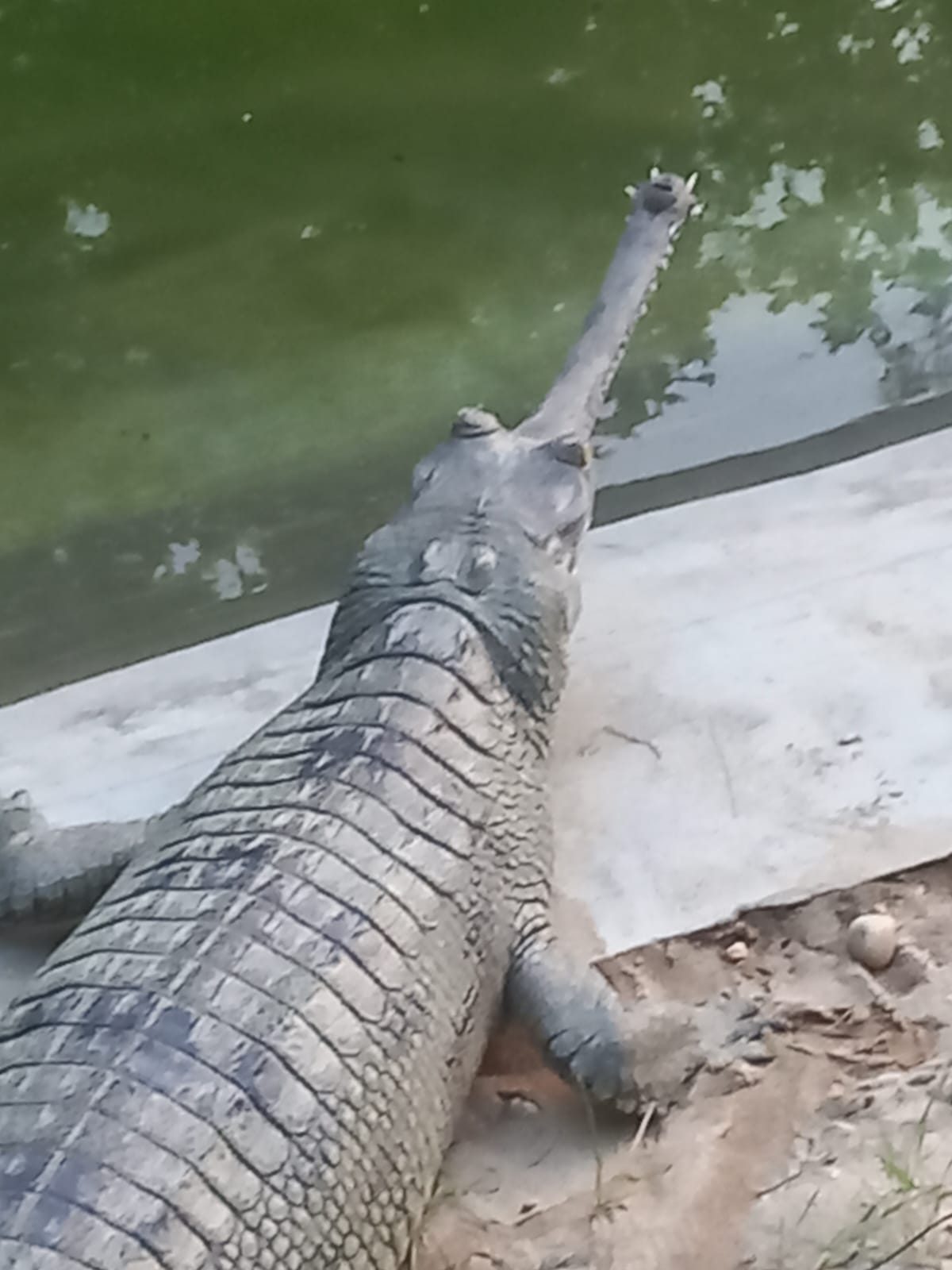 Gharial basking at the water's edge