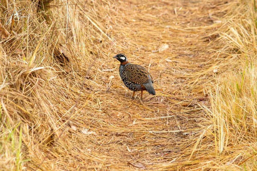 Black francolin on a grass track
